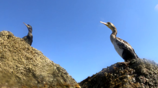 Great Cormorant - Cormorano comune - Phalacrocorax Carbo - www.intotheblue.it