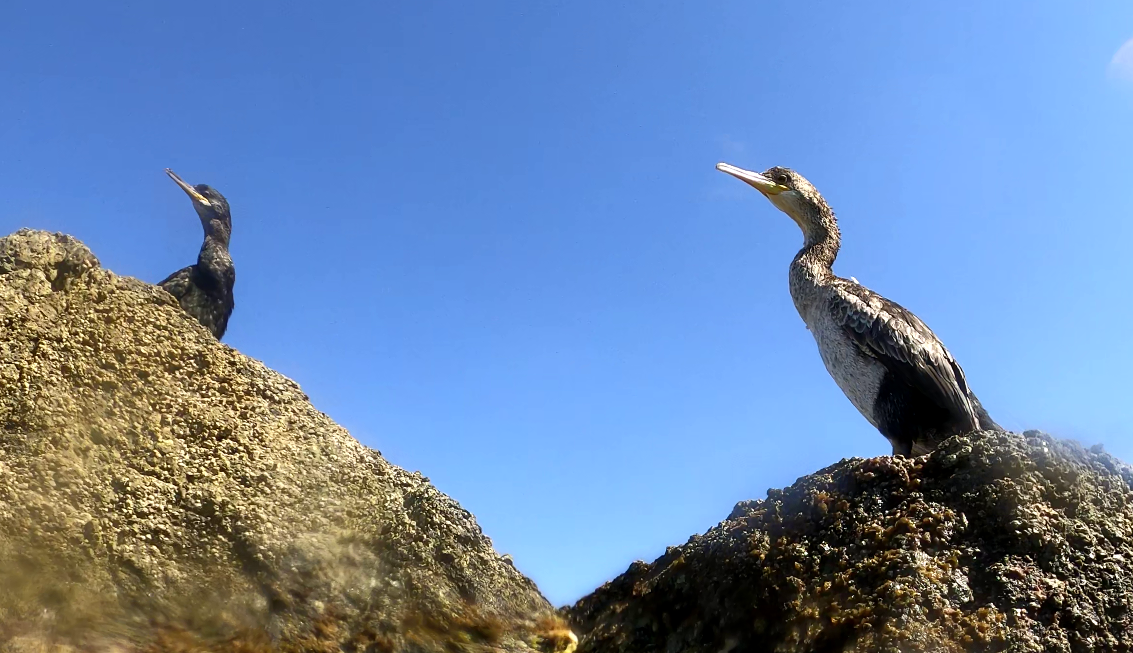 Great Cormorant - Cormorano comune - Phalacrocorax Carbo - www.intotheblue.it