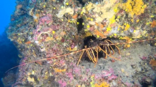 Mediterranean lobster
