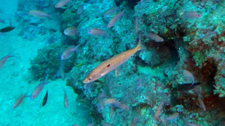 Picarel fish Spicara smaris