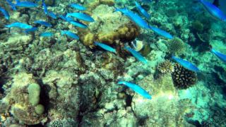 Fusilier fish - Caesio varilineata