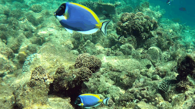 Powder-blue surgeonfish – Pesce chirurgo dalla gola bianca – Acanthurus leucosternon – www.intotheblue.it-2023-11-28-18h02m53s198