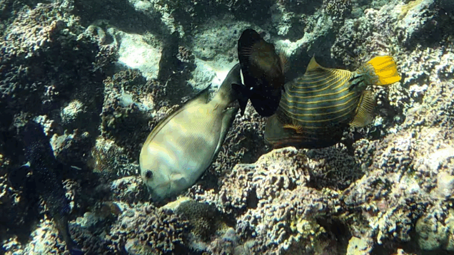 Brown Surgeonfish – Pesce Chirurgo marrone – Acanthurus nigrofuscus – www.intotheblue.it-2023-11-24-15h02m58s906