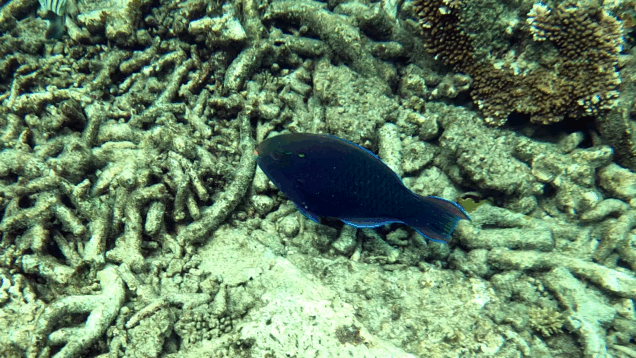 Dusky parrotfish – Pesce Pappagallo scuro – Scarus niger – www.intotheblue.it – www.intotheblue.link-2024-01-21-17h41m38s331