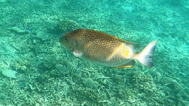 Orange-spotted spinefoot – Pesce coniglio a macchie arancioni – Siganus guttatus – Golden rabbitfish – www.intotheblue.it-2024-01-22-17h38m27s740