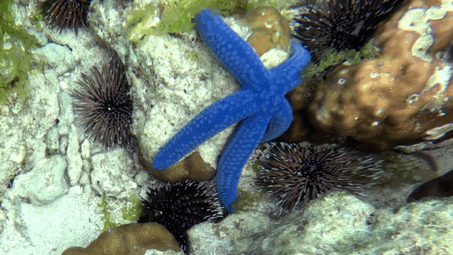 Blue Sea Star – Stella Marina Blu – Linckia laevigata – www.intotheblue.it – www.intotheblue.link-2025-02-07-12h39m18s422