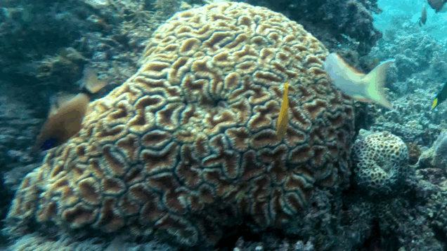 Colonial Stony Coral – Dipsastraea speciosa – Corallo Pietroso Coloniale – www.intotheblue.it – www.intotheblue.link-2025-02-17-10h38m40s330