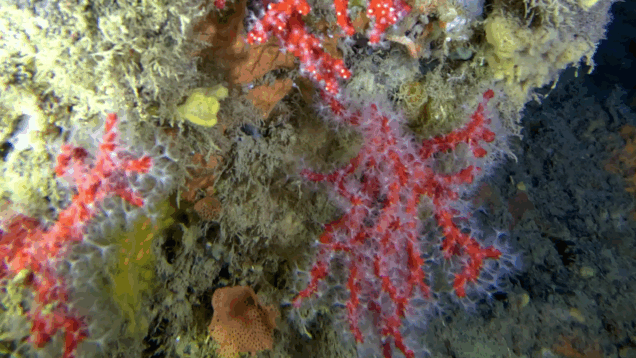 Precious coral of Mediterranean Sea – Red Coral – Corallo rosso del Mediterraneo – Corallium rubrum – www.intotheblue.it – www.intotheblue.link-2025-03-30-19h04m08s752