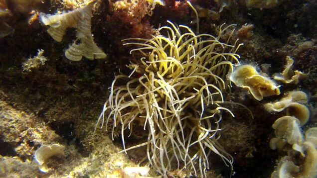 Anemone di mare Anemonia viridis sulcata-2019-08-30-22h52m37s513