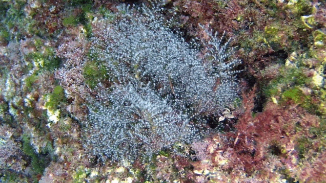 Christmas tree hydroid – Idroide piumato – Pennaria disticha – www.intotheblue.it – www.intotheblue.link-2020-01-29-14h08m22s252