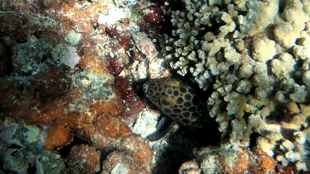 Cernia a nido d’ape – Honeycomb grouper – Epinephelus merra – www.intotheblue.it – www.intotheblue.link-2023-05-28-10h42m51s068