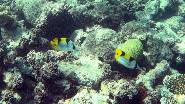 Blackwedged butterflyfish – Pesce farfalla dalla doppia sella – Chaetodon falcula – www.intotheblue.it – www.intotheblue.link-2023-12-03-12h02m03s980