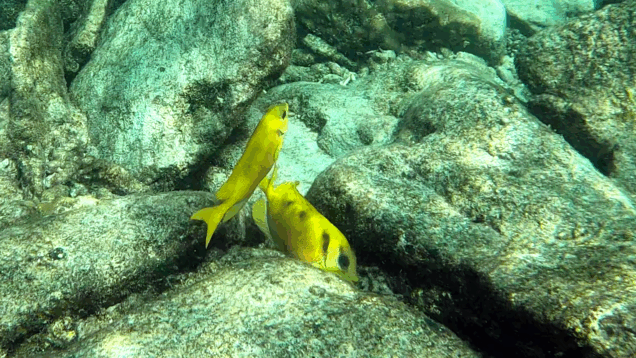 Coral Rabbitfish – Pesce Coniglio del corallo – Siganus corallinus – www.intotheblue.it – www.intotheblue.link-2024-01-22-12h31m08s664