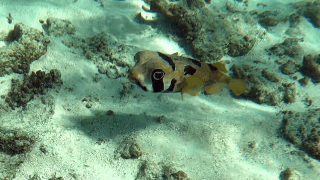 Black-blotched porcupinefish – Pesce Istrice puntinato – Diodon liturosus – www.intotheblue.it – www.intotheblue.link-2023-12-01-15h52m37s974