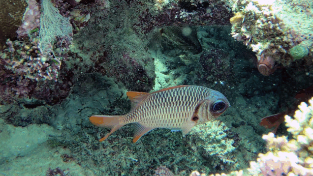 White-edge soldierfish – Pesce soldato – Myripristis murdjan – www.intotheblue.it – www.intotheblue.link-2023-12-11-15h22m39s684