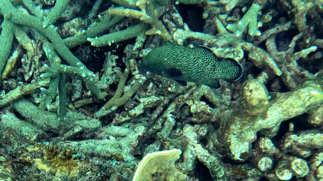 Specklefin grouper – white-streaked grouper – Cernia maculata – Epinephelus ongus – www.intotheblue.it – www.intotheblue.link-2024-01-13-18h43m18s104