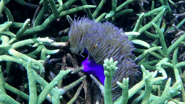 Magnificent sea Anemone – Anemone Magnifica – Heteractis magnifica – www.intotheblue.it – www.intotheblue.link-2024-01-29-11h44m32s410