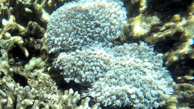 Pulsanting Xenid Coral – Corallo Xenia Pulsante – Heteroxenia fuscescens – www.intotheblue.it – www.intotheblue.link-2025-03-12-16h50m53s825