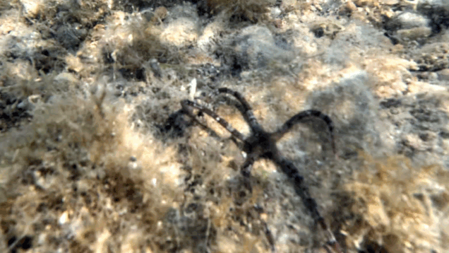 Serpent Starfish – Brittle Starfish – Stella Serpentina liscia – Ophioderma longicauda – www.intotheblue.it – www.intotheblue.link-2025-05-20-14h41m28s121