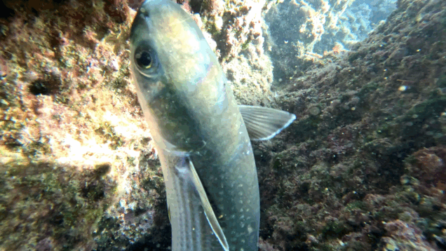 Flathead grey mullets – Cefalo comune – Mugil cephalus – www.intotheblue.it – www.intotheblue.link-2025-05-20-15h52m34s268