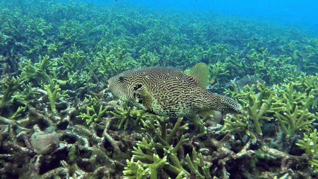 Map puffer – Pesce Palla mappa – Arothron mappa – www.intotheblue.it – www.intotheblue.link-2024-01-19-11h22m29s887