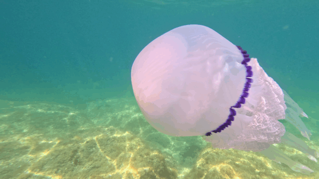 Big mediterranean Barrel jellyfish – Medusa mediterranea Polmone di mare – Rhizostoma pulmo – www.intotheblue.it – www.intotheblue.link-2025-10-24-16h33m32s078